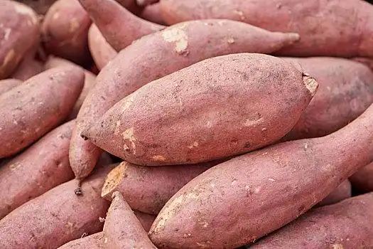 一堆红薯图片_一堆红薯图片大全_一堆红薯图片下载