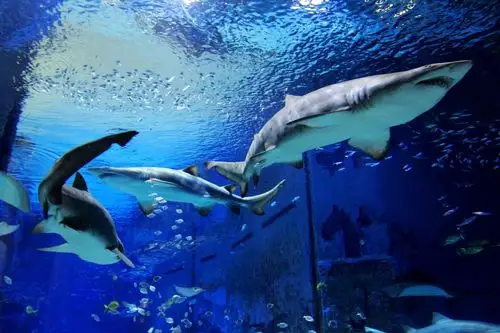 9元抢北京太平洋海底世界夜场日场优惠票!