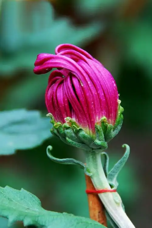 神秘的紫色菊花图片第4张