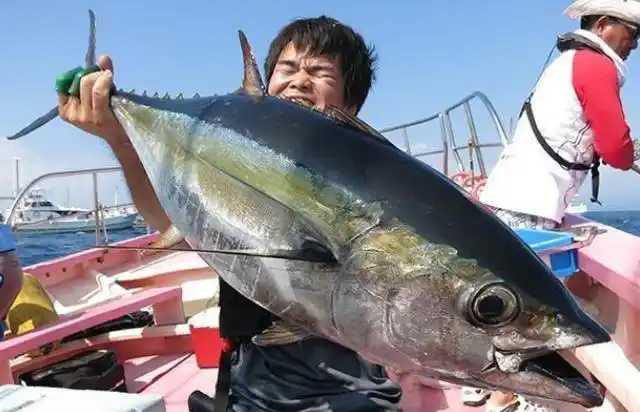 世界上最硬的鱼,硬到能做成刀,能轻松刺穿易拉罐|鲣鱼|鱼|易拉罐_新浪