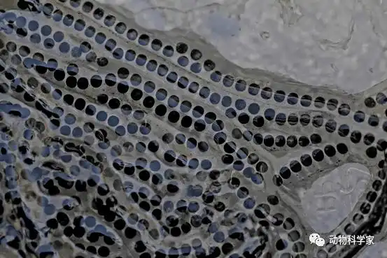 癞蛤蟆卵,呈带状,排列整齐青蛙卵,成片状,比较杂乱当它们孵化成蝌蚪后