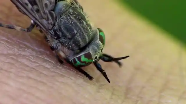 实拍:马蝇叮人吸血全过程,肚子一点点变大,可算是喝饱了!