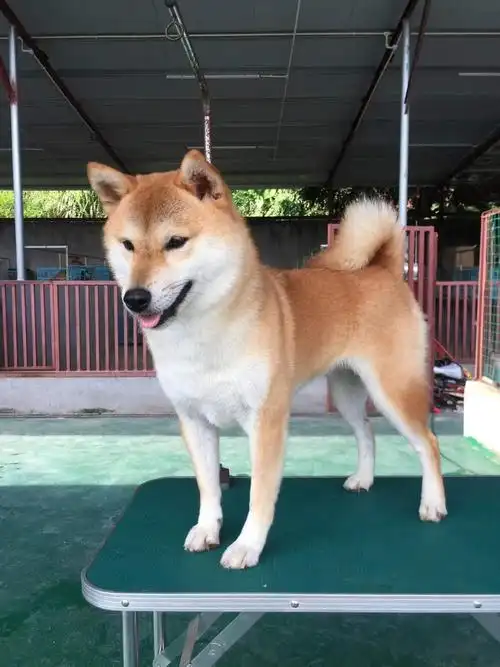 专业繁殖柴犬 纯种日系赤色柴犬 疫苗全 健康保障