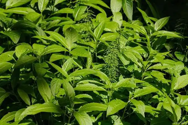 复方大青叶片有什么副作用