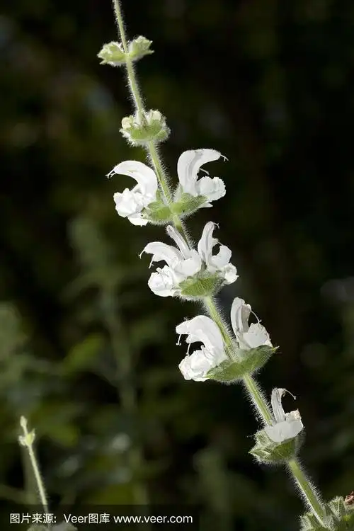 银鼠尾草(salvia argentea)花