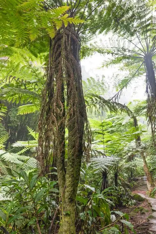 桫椤怎么读桫椤大峡谷