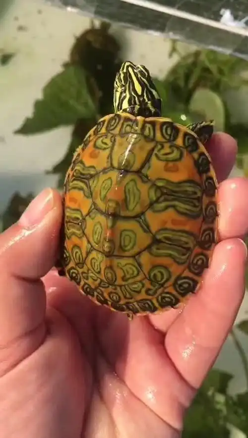 漂亮的大翅膀火焰龟,难得的精品～