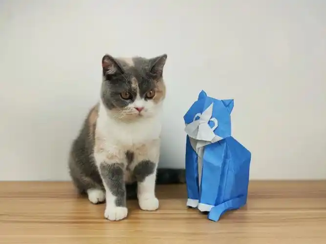折纸jb猫