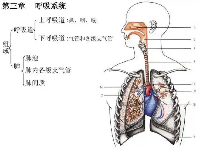 肺泡 肺内各级支气管 肺间质