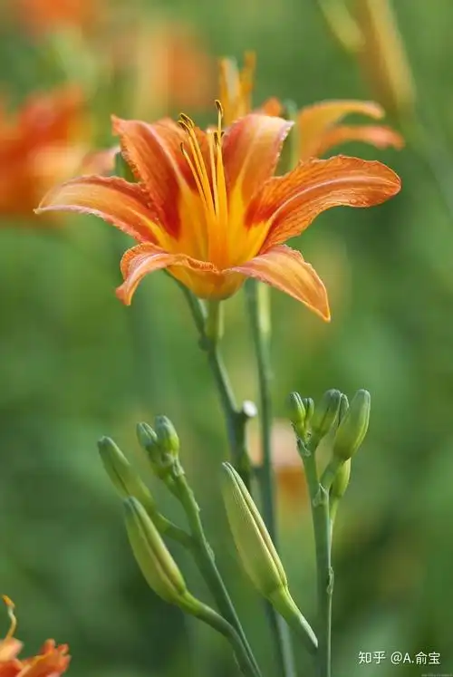 紫萱和黄花菜的前世今生