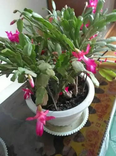 我的拙花____仙人指