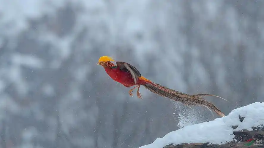 雪中腾飞(红腹锦鸡)