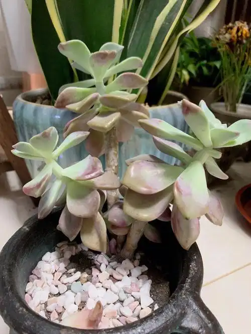 多肉徒长太丑了吧