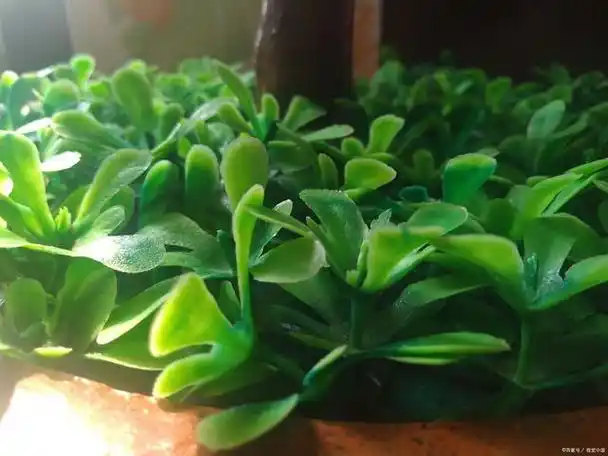 鲜三七叶的正确吃法