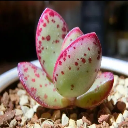 草莓蛋糕水泡家庭园艺绿植花卉多肉植物天锦章多肉植物