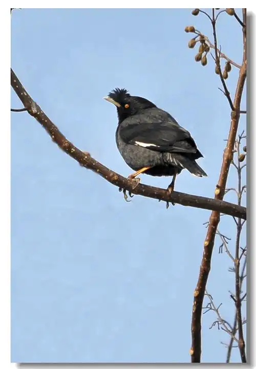 八哥是快乐的吧,希望能传染它的快乐.黑黑的鸟,叫声很好听.