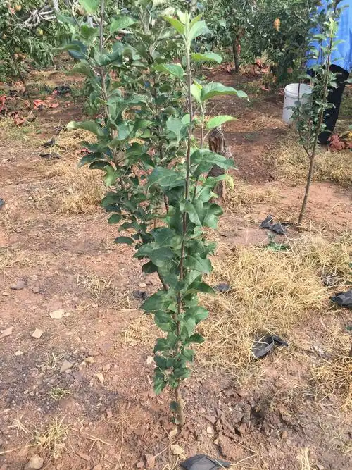 沂源红富士苹果树苗哪里有卖的?