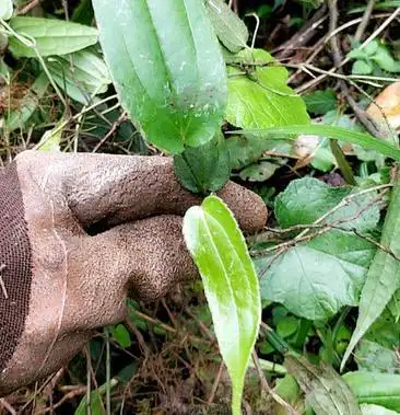 贵州地雷根苗雪里开苗拐子药苗单叶铁线莲苗大量供应
