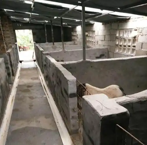 养猪专业户:关于猪舍建筑结构的细节,养殖户必知