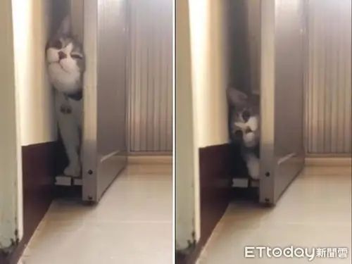 跳蚤拚命挤来挤去,表情狰狞.