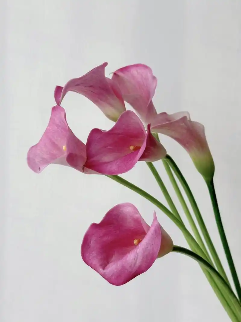 带你每天认识一种花材222/粉色马蹄莲 自带优雅的粉色马蹄莲 	 如果有