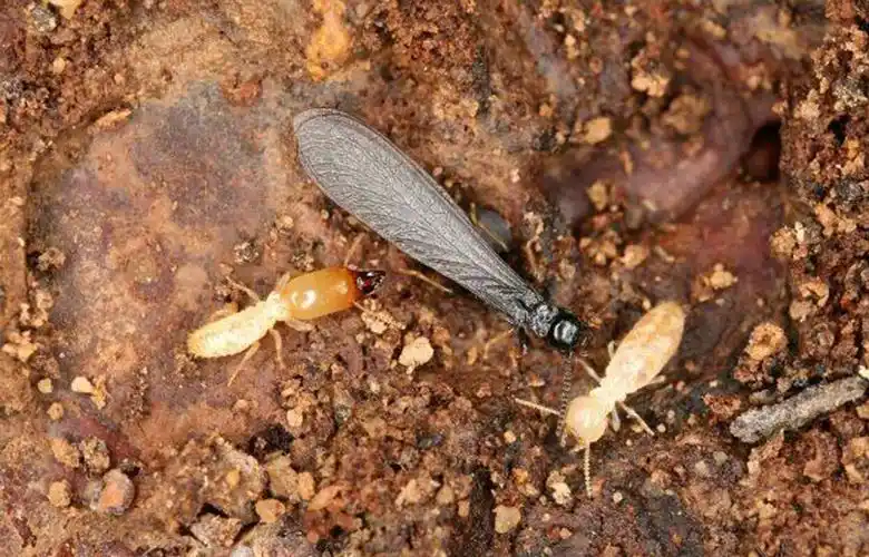 白蚁是什么样子