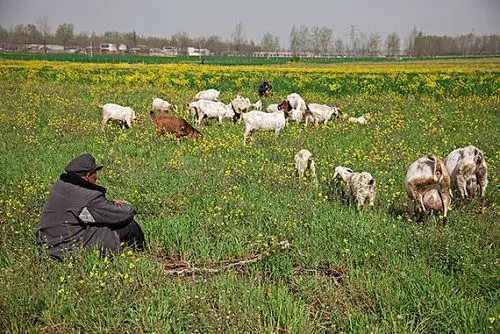 放羊图片_全景网