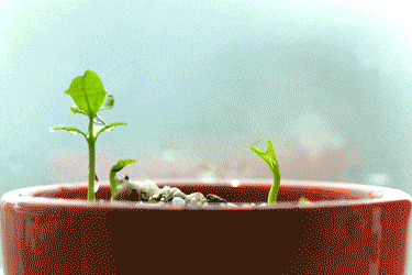 1,豆芽三大功效  淡斑美颜  豆芽在生长的过程中,维他命c,植物性蛋鬃