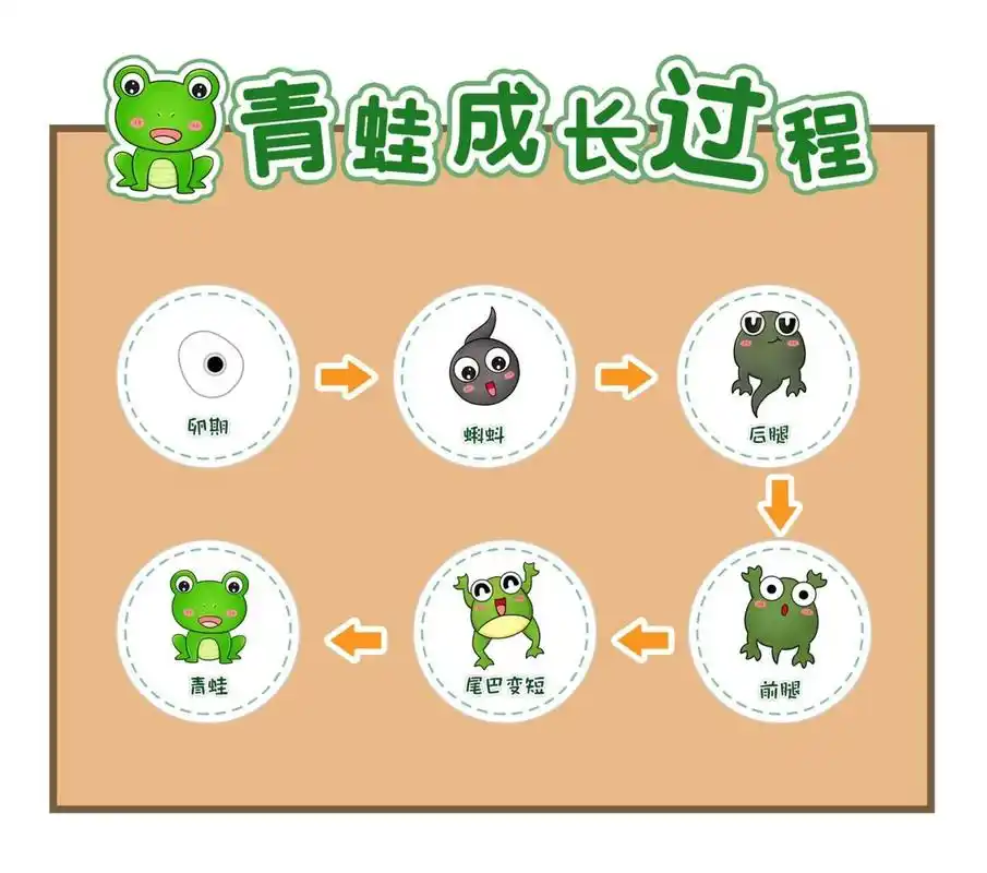 园植物角青蛙成长过程记7815 99可直接打印素材哦 99合适小
