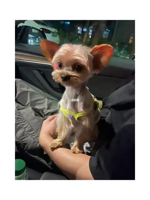 约克夏奥利奥又变短发装