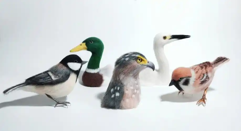 羊毛毡做的鸟类标本