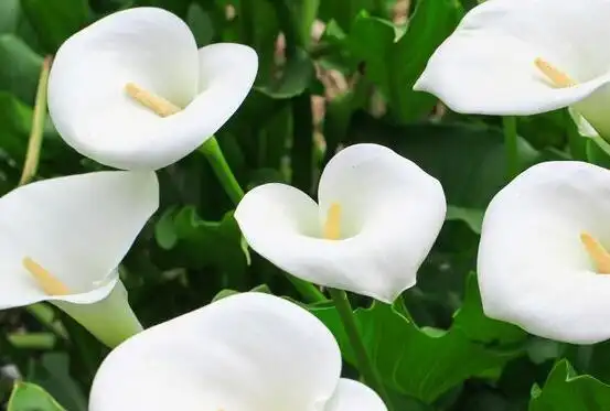 1,马蹄莲养殖好处多多,例如我们将其摆放在家居中,能促进家庭生活和谐