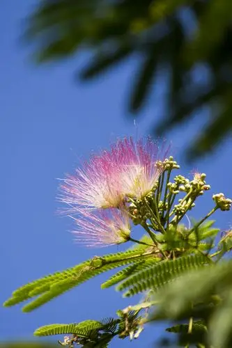蓝天下的合欢花
