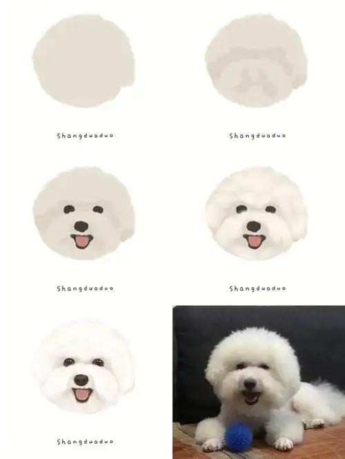 566步画比熊0基础也能画73