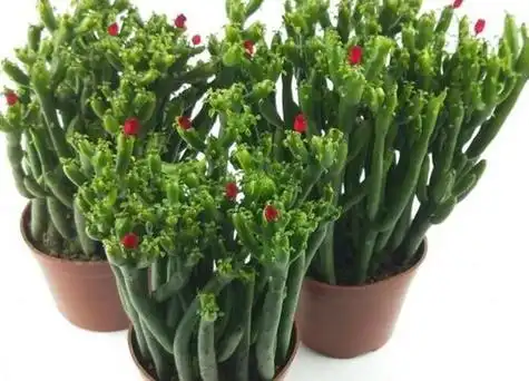 珊瑚棒的养殖方法和注意事项有哪些-植物说