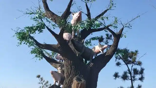 猪上树了,男人靠的住了