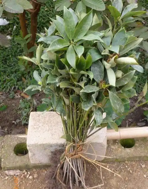 八角树苗八角苗八角又称茴香八角茴香大料和大茴香量大优惠1