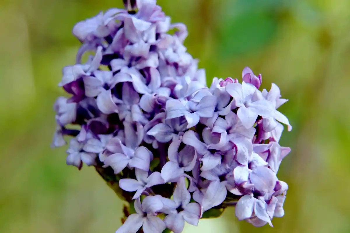 呼和浩特市花——丁香花