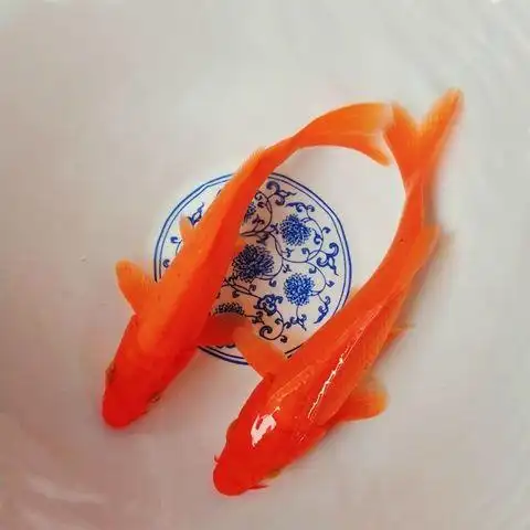 锦鲤鱼活鱼红色火鲤 闪麟火鲤 冷水观赏鱼易活体 纯种锦鲤发财鱼 锦鲤