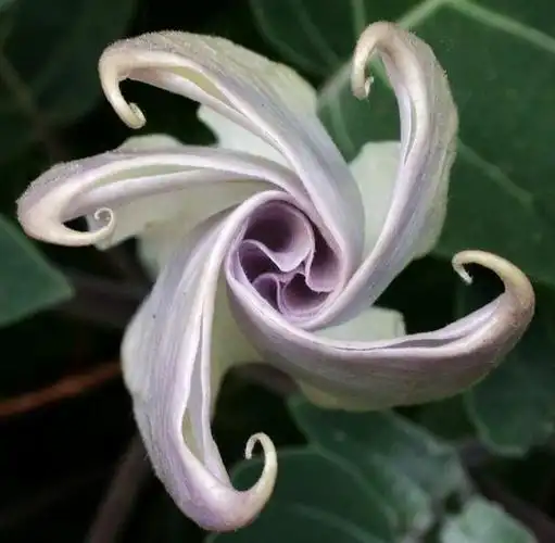 花花草草专题补充之彼岸花·曼陀罗