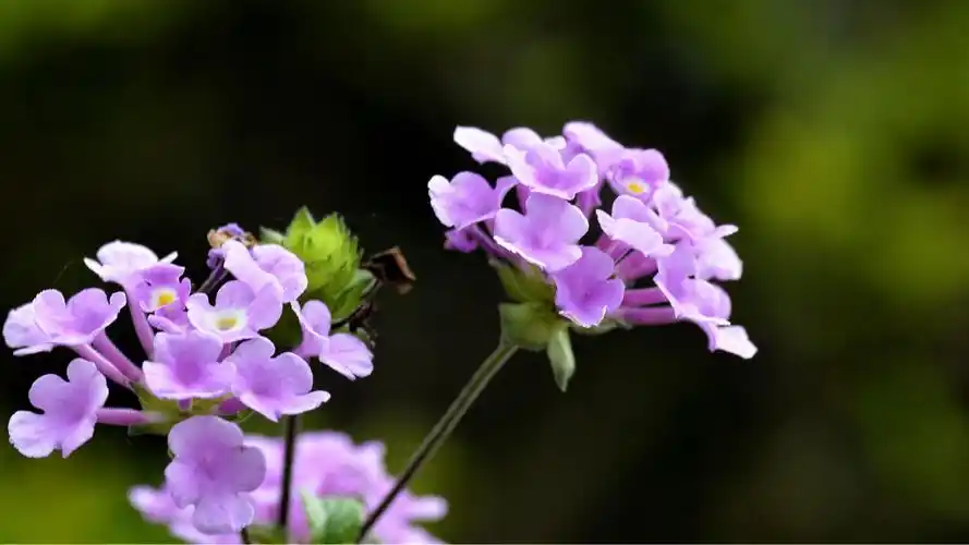 四季花五色梅图片-花卉壁纸-高清花卉图片-娟娟壁纸