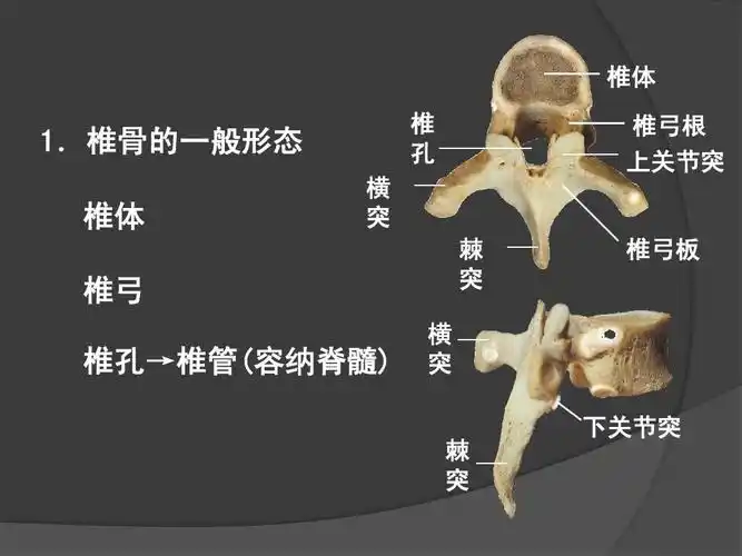 艺用人体解剖学ppt