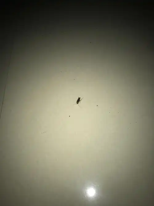 木头抽屉里好多这种虫,请问是什么虫,每天打开抽屉都有几只,打死了第