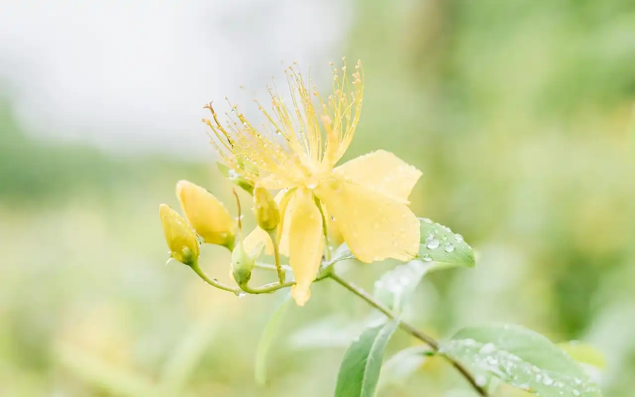 住上篱墙,闲度时光(深度好句)