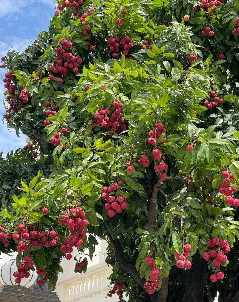 家门口的荔枝树,随时采摘,欢迎[照相机]来做客.  #五一家装fun惠#