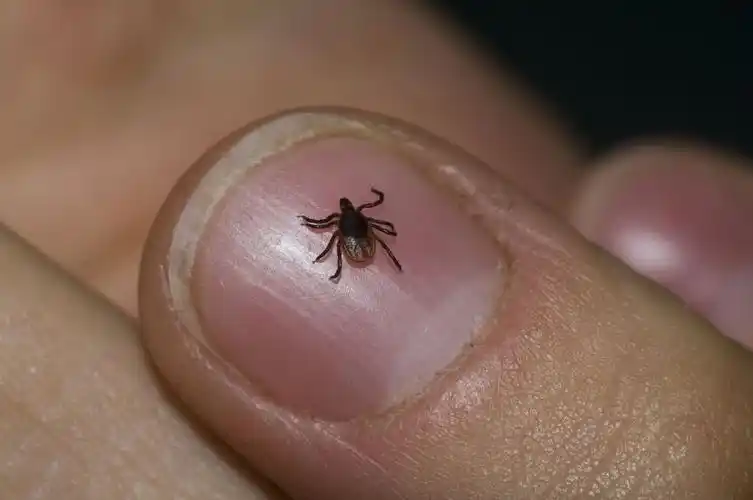 狗寄生虫的诊断和治疗