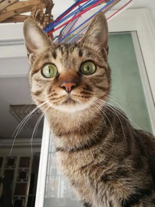 小飞龙捕捉的小朋友的表情真可爱,小猫咪的表情也很到位哦