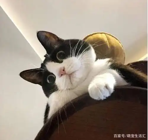 奶牛猫因表情太"憨憨"爆红,比二哈还逗比,猫:二哈你骂谁呢