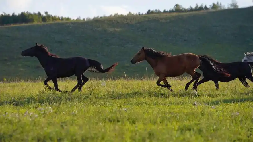草原骏马奔腾