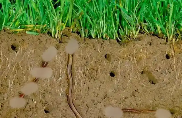 农田的蚯蚓是没有防卫能力为什么没被其它动物捕食灭绝呢